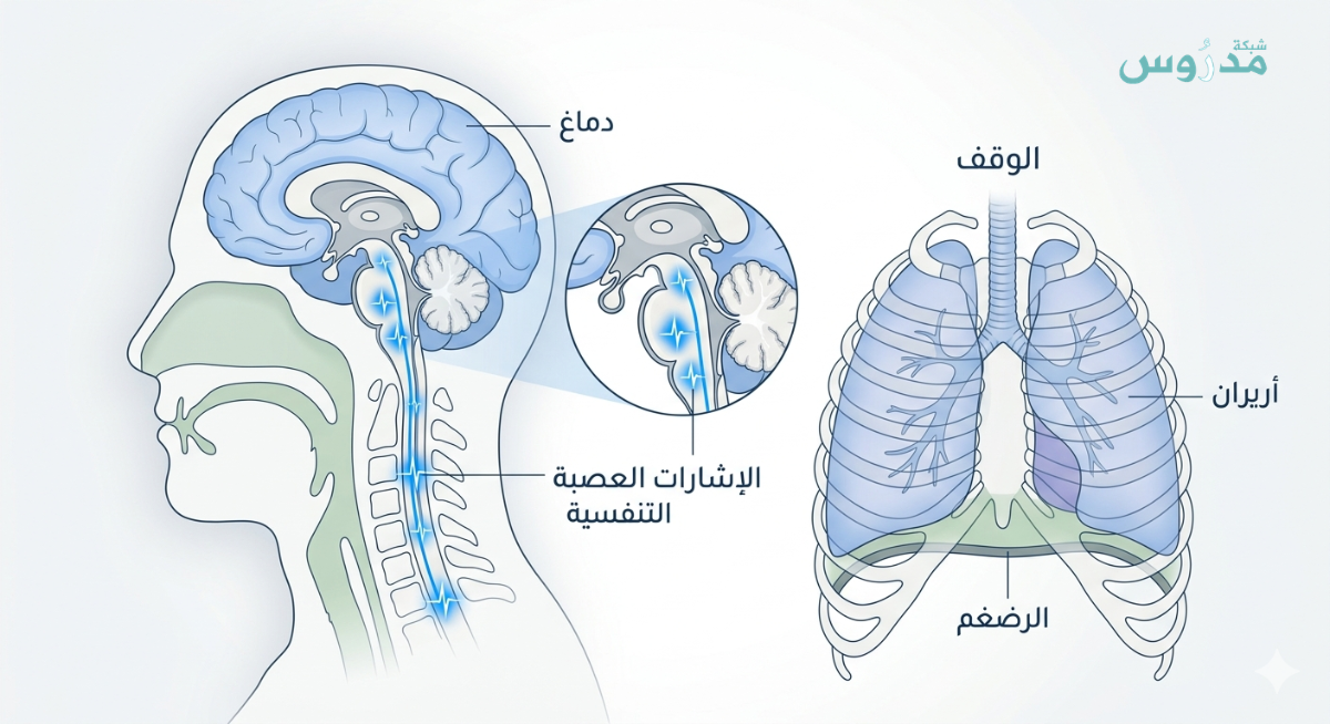 رسم طبي مبسط يوضح توقف الإشارات العصبية من الدماغ إلى الرئتين  مسبباً انقطاع النفس أثناء النوم،.